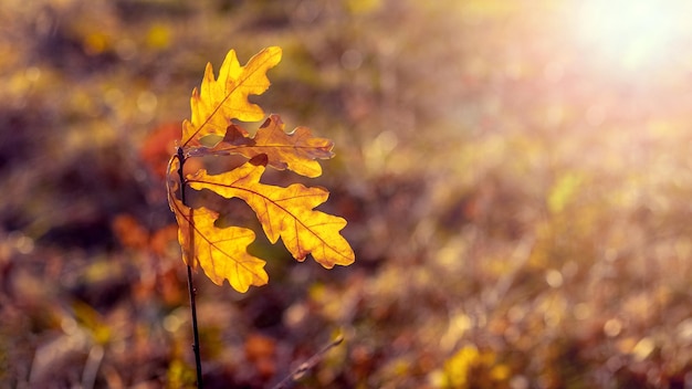 Rama de roble con hojas amarillas en el bosque sobre un fondo borroso cuando hace sol