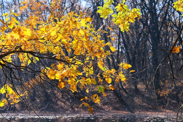 Una rama de un roble con hojas amarillas iluminada por un sol brillante contra el fondo de un río y un bosque