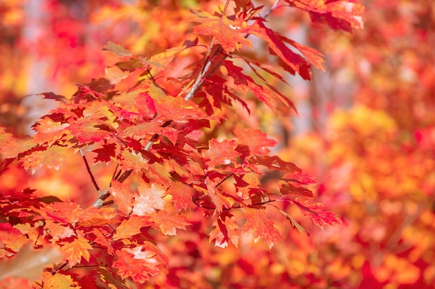 Rama de roble con hojas coloridas en el bosque de otoño Fondo de naturaleza otoñal