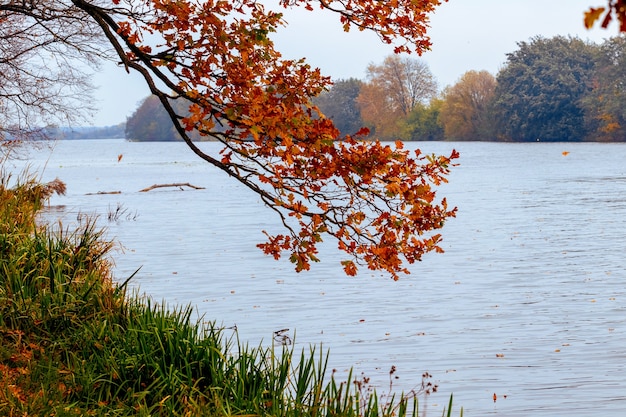 Rama de roble con hojas secas de otoño colgando sobre el río, vista otoñal