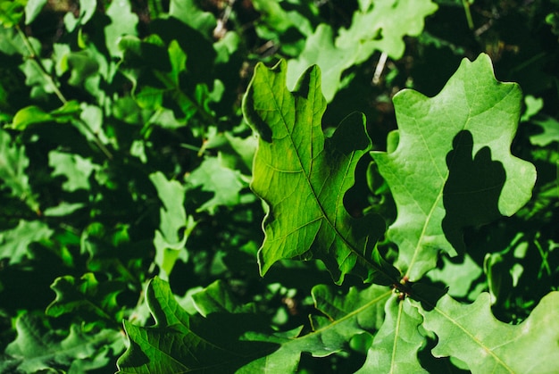 Foto rama del roble con las hojas verdes en un día soleado. roble en verano.