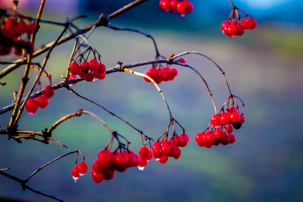 Una rama de una rosa guelder con frutos rojos brillantes en los que se ve una gota de lluvia