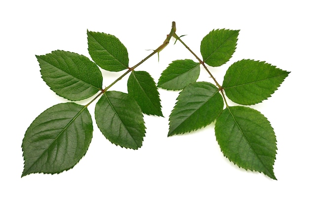 Rama de una rosa con hoja aislada sobre fondo blanco Vista superior plana