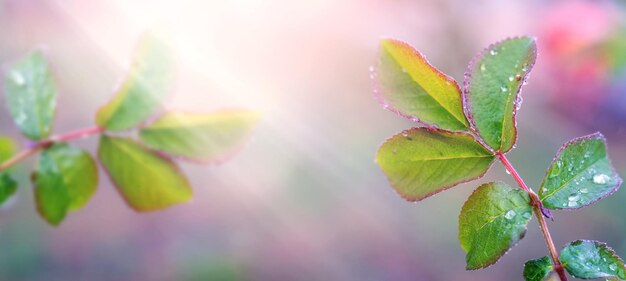 Una rama de una rosa con hojas verdes y gotas de lluvia sobre una hoja