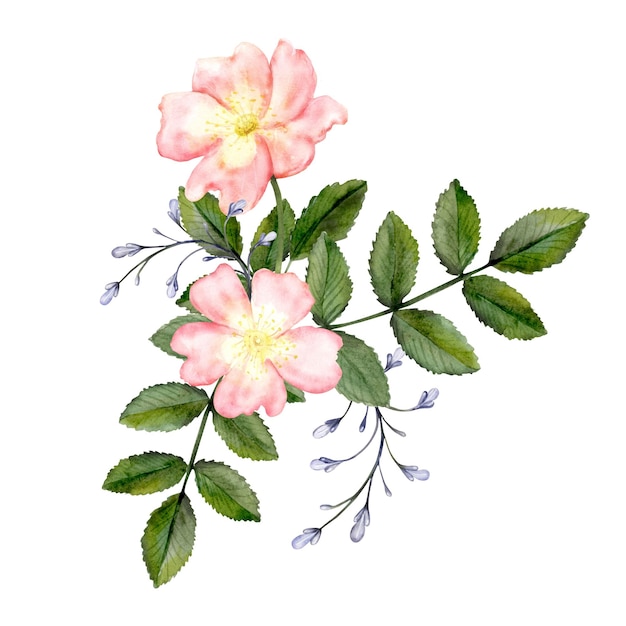 Rama de rosa silvestre con delicadas flores rosadas