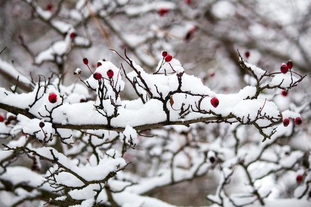 Una rama de rosa silvestre en la nieve. Invierno hermosa naturaleza