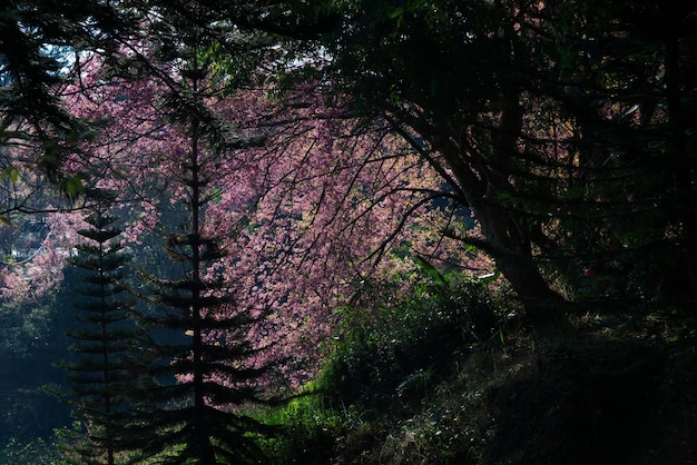 Rama rosada deliciosa de la flor de cerezo salvaje del Himalaya (vista desde la sombra de su tronco)