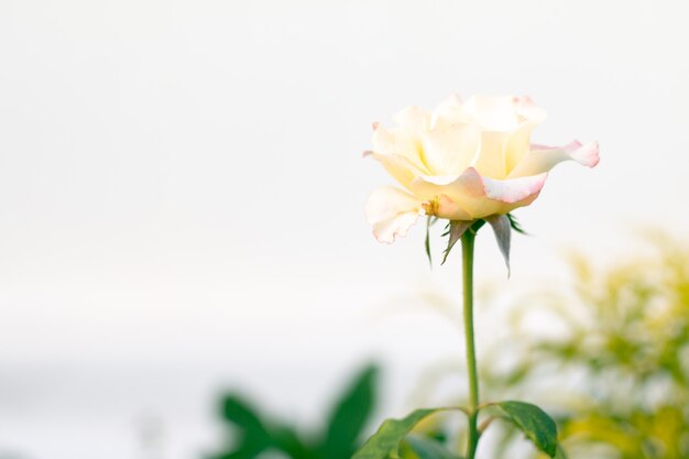 Rama de rosas amarillas anaranjadas dulces en el jardín