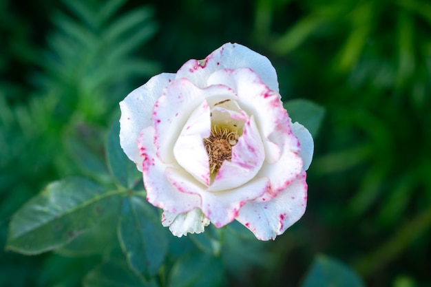 Rama de rosas amarillas anaranjadas dulces en el jardín