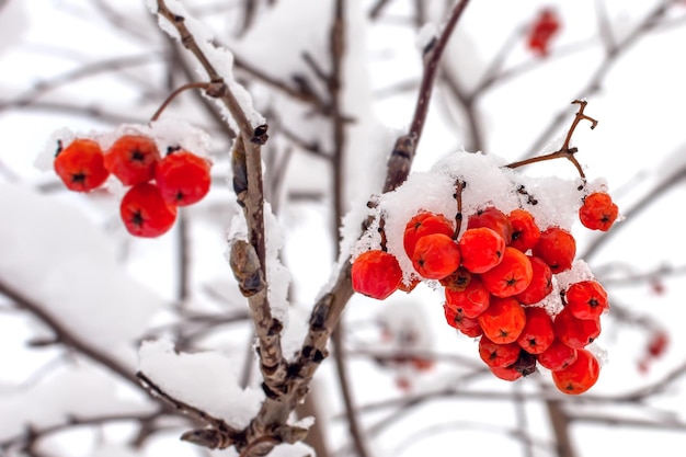 rama de rowan de invierno bajo una capa de nieve blanca