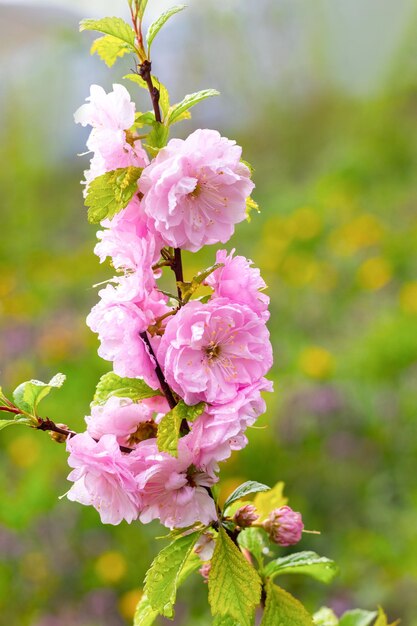 Rama de sakura (cereza japonesa) con exuberantes flores rosas sobre un fondo borroso. flores de sakura