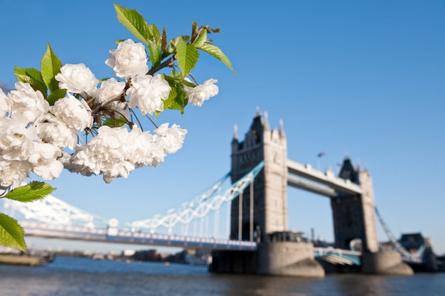 Rama de Sakura en flor por el Tower Bridge