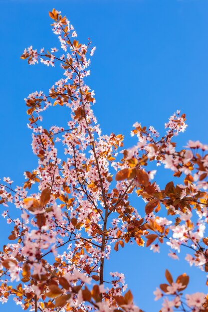 Una rama de sakura floreciente sobre el fondo del cielo azul más puro (foto minimalista)