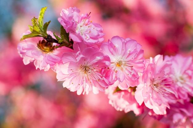 Rama de sakura con flores rosadas