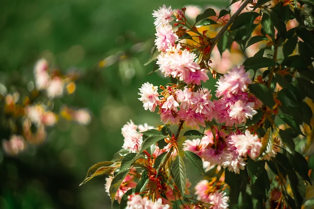 Una rama de sakura con flores rosas cuelga contra un césped verde