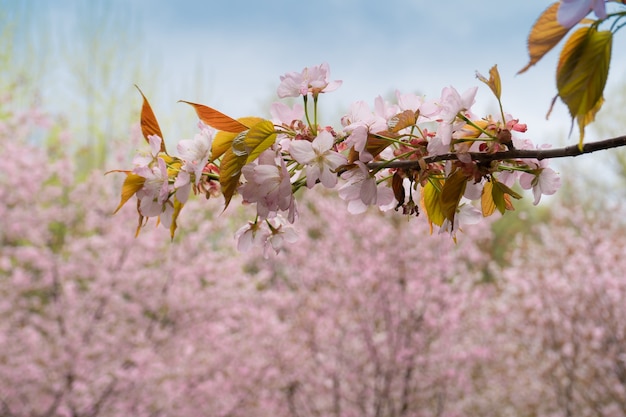 rama de sakura sobre un fondo de árboles rosados en flor