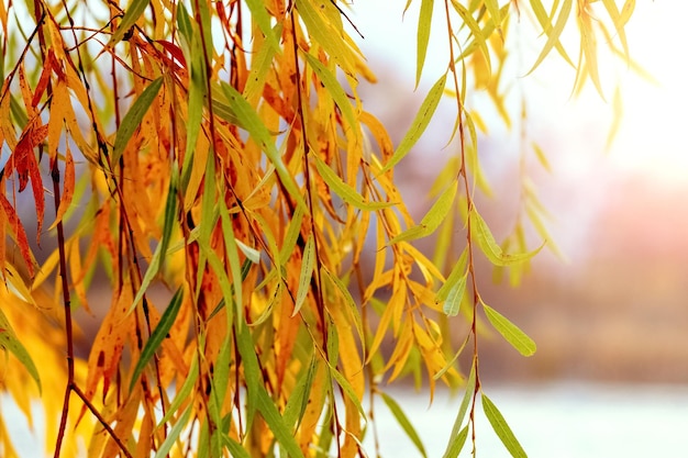 Rama de sauce con coloridas hojas de otoño junto al río Una rama de sauce cuelga sobre el agua