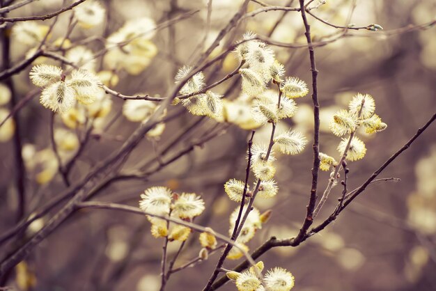 Rama de sauce floreciente en el fondo de pascua vintage estacional de primavera con espacio de copia