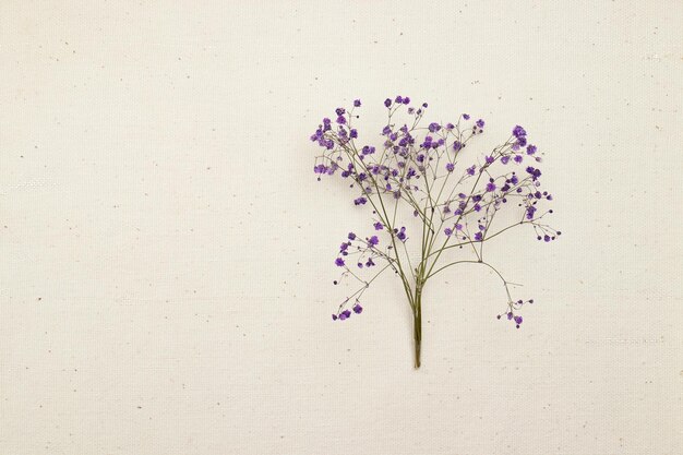 Una rama seca de una flor morada sobre un fondo blanco Lugar de vista superior para copiar