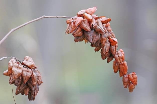 Una rama seca con frutos de Koelreuteria paniculata con el telón de fondo de un bosque de otoño gris