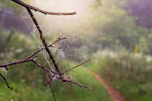 Rama seca con telaraña húmeda en el bosque por la mañana