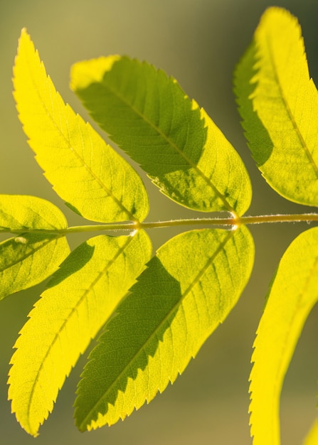 Rama de serbal con hojas verdes