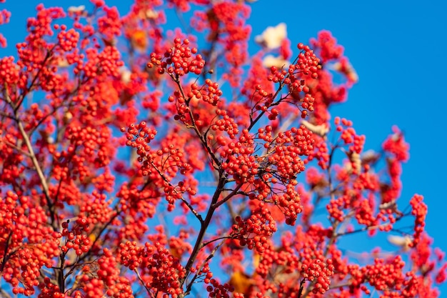 Rama de serbal de otoño rojo otoñal enfoque selectivo de la temporada de otoño de serbal de otoño rojo con serbal rojo