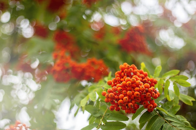 Una rama de serbal sobre un fondo desenfocado y un bokeh.