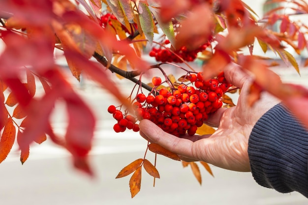 Rama con serbas rojas brillantes Concepto de cosecha y estacionalidad Planta medicinal Sorbus