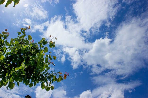 Rama superior de un árbol frutal en el cielo azul y un hermoso fondo de nubes esponjosas. La mejor foto del cielo de verano.