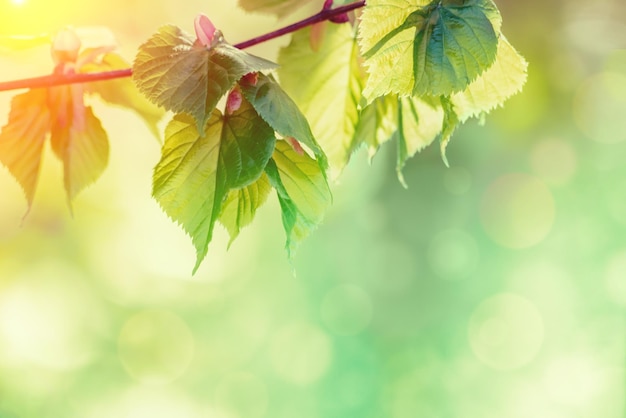 Rama de tilo Tilia con hojas verdes jóvenes en primavera