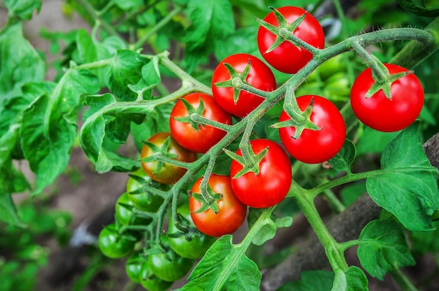 Rama de tomate cherry de maduración