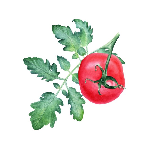 Una rama con tomate rojo y hoja Ilustración acuarela aislada en blanco para el diseño de etiquetas de menús de tarjetas