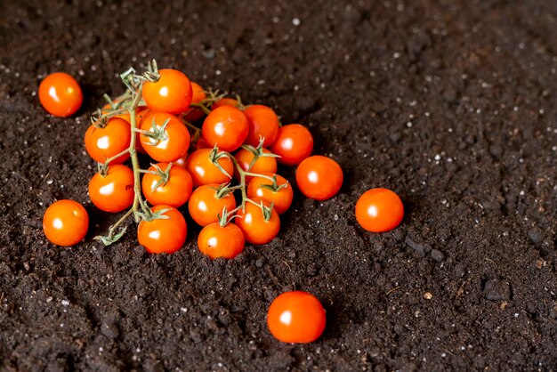 Rama de tomates cherry rojos naturales en el suelo