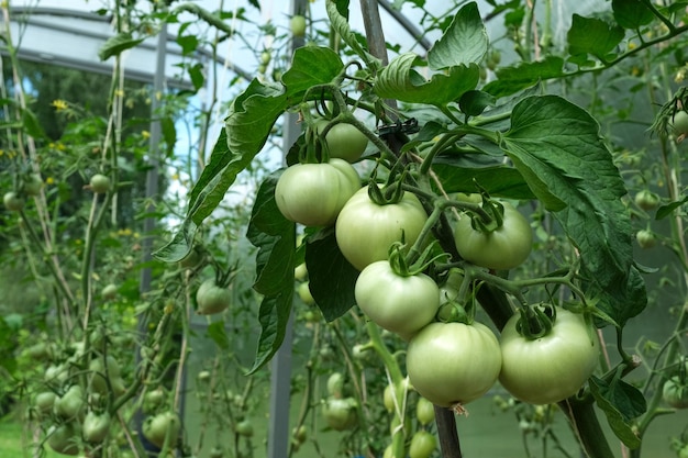 Rama Tomates verdes inmaduros en primer plano de invernadero Vegetales verdes Enfermedades de las plantas de solanáceas