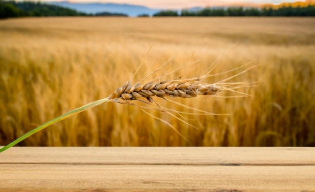 Foto una rama de trigo en la mesa y en el fondo un campo de trigo