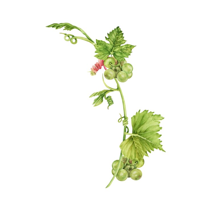 Foto rama de uva con hojas verdes y zarcillos aislados sobre fondo blanco ilustración acuarela dibujada a mano
