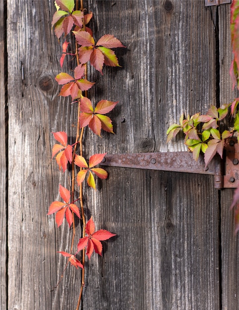 Rama de uva silvestre en la antigua puerta de madera en otoño