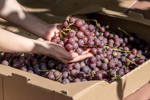 Rama de uvas en manos de los granjeros