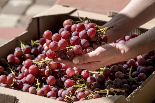 Rama de uvas en manos de los granjeros