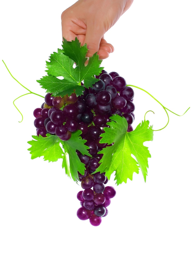 Foto rama de uvas negras se sostiene en la mano con hoja verde. aislado