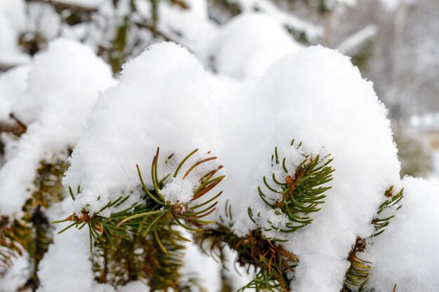 Rama verde de abeto debajo de la capa de nieve. Paisaje de invierno.