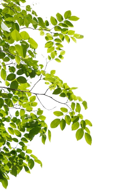 La rama verde del árbol aislada sobre un fondo blanco