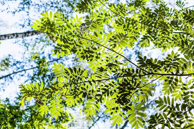 Rama verde del árbol de serbal iluminada por el sol