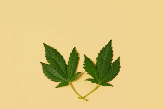 Rama verde de cáñamo sativa, cannabis indica, marihuana. Espacio beige neutro