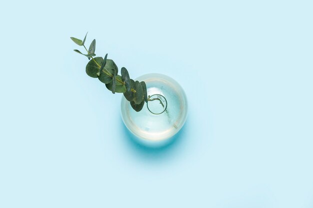 Rama verde de eucalipto en un jarrón de vidrio sobre un azul