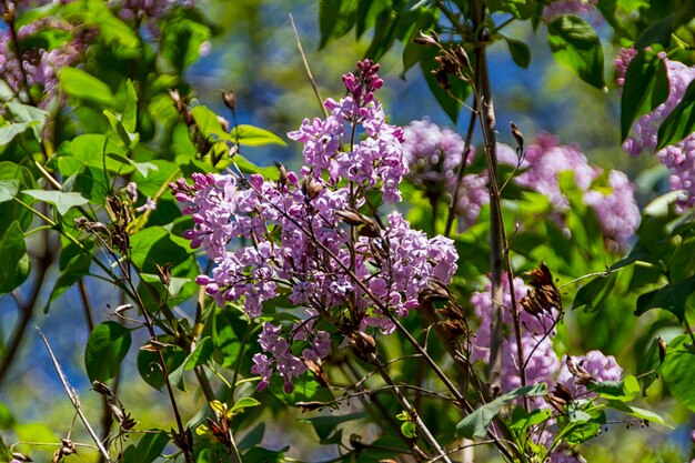 Rama verde con flores de primavera lila