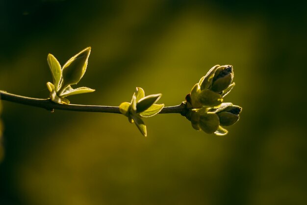 la rama verde las hojas están floreciendo primavera naturaleza árbol