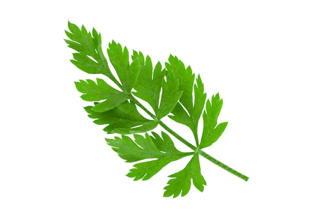 Rama verde con hojas grandes aislar sobre fondo blanco.