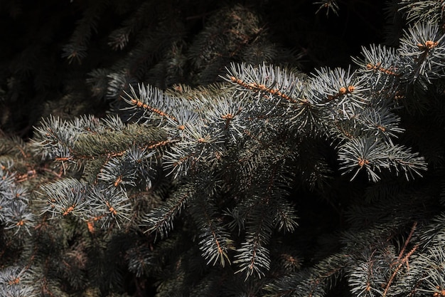Rama verde en la naturaleza de fondo de primer plano de árboles de navidad